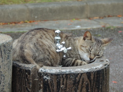 水飲み場の主