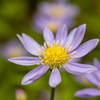 向島百花園にて４