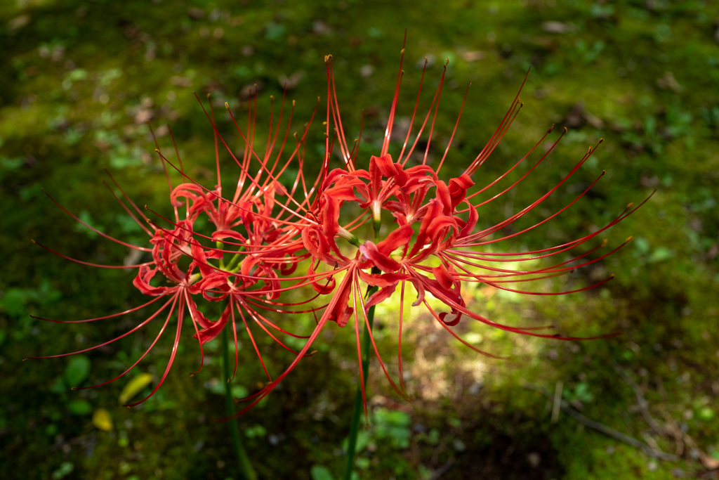 曼珠沙華