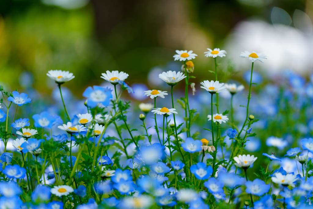 初夏の花日和