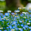 初夏の花日和