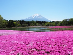 富士芝桜まつり