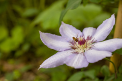 向島百花園にて５