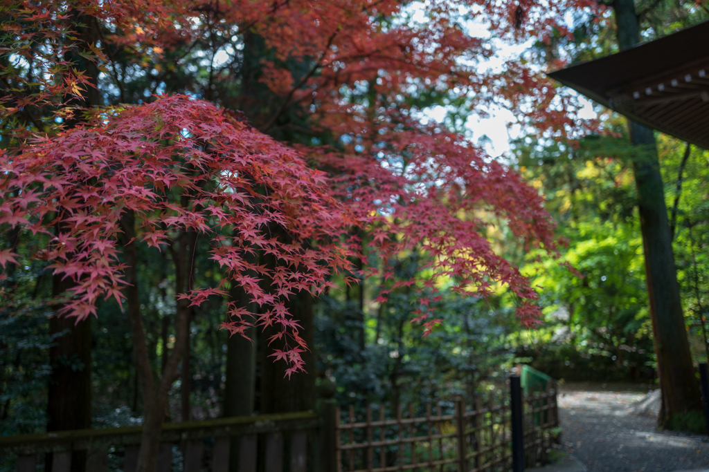 寶登山神社 紅葉1