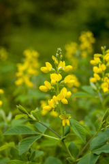 向島百花園にて３