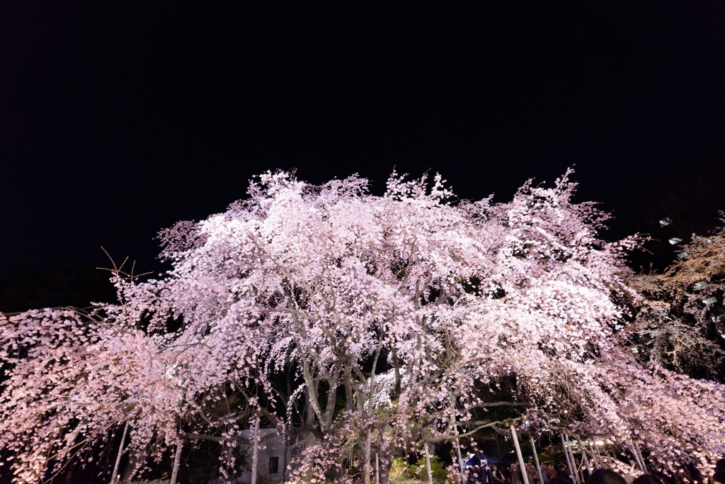 六義園 枝垂れ桜