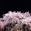 六義園 枝垂れ桜
