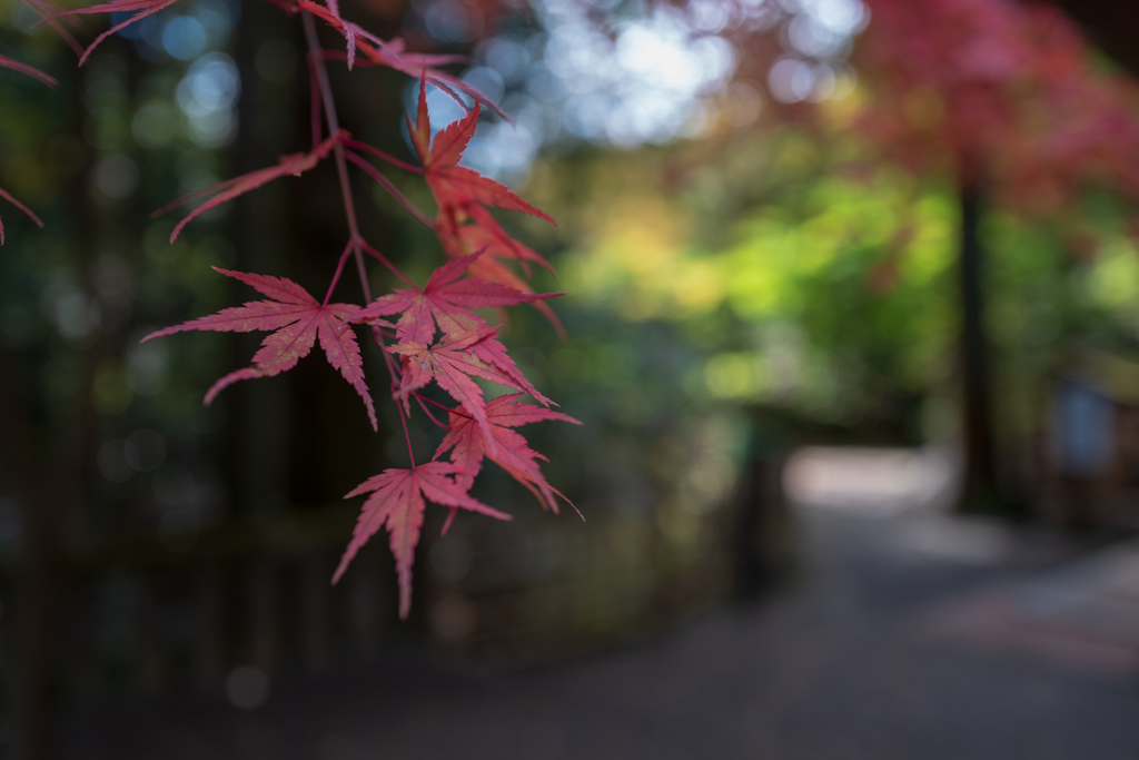 寶登山神社 紅葉2