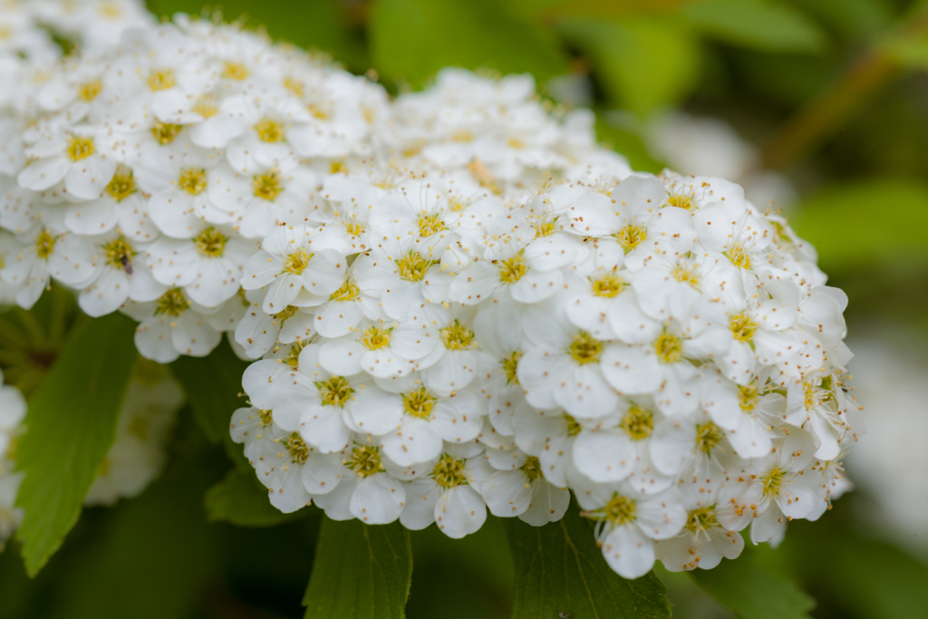 向島百花園にて２