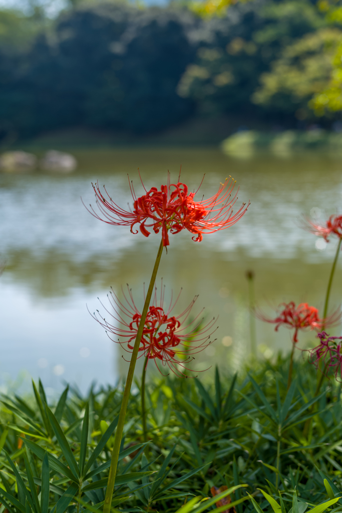 曼珠沙華