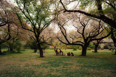 桜の公園