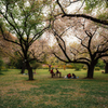 桜の公園