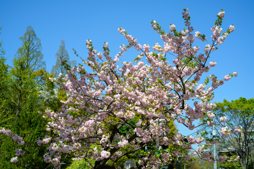 八重桜2