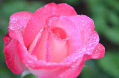 雨の日の薔薇