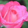 雨の日の薔薇