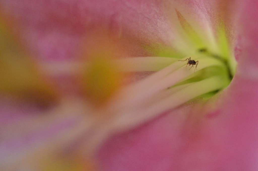 百合のトンネル