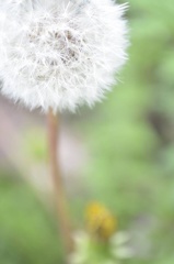 たんぽぽ