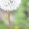 たんぽぽ