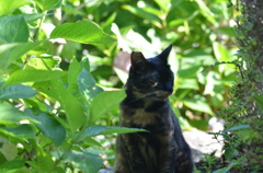 吾輩は猫である