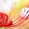 第１章～元気玉を蕊の先へ～