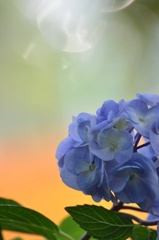 紫陽花