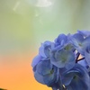 紫陽花