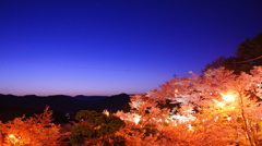千光寺公園　夜桜
