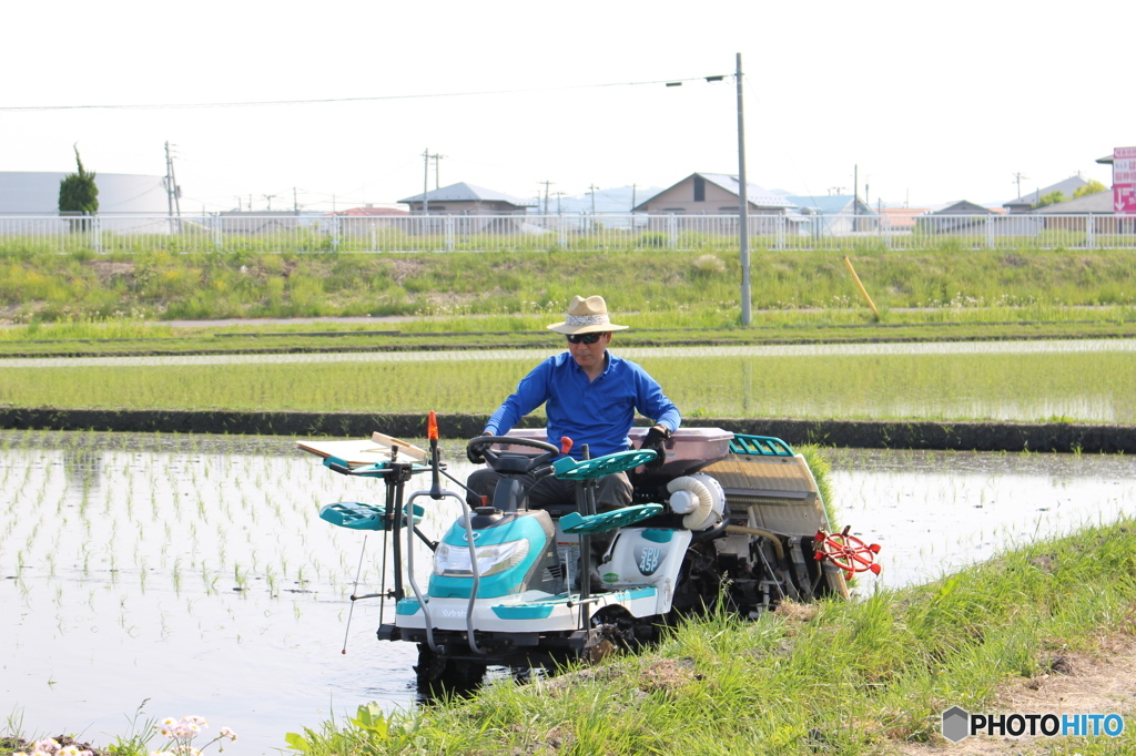 田植え