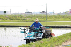 田植え