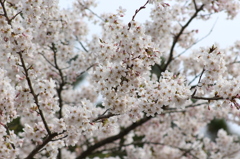 桜沼公園