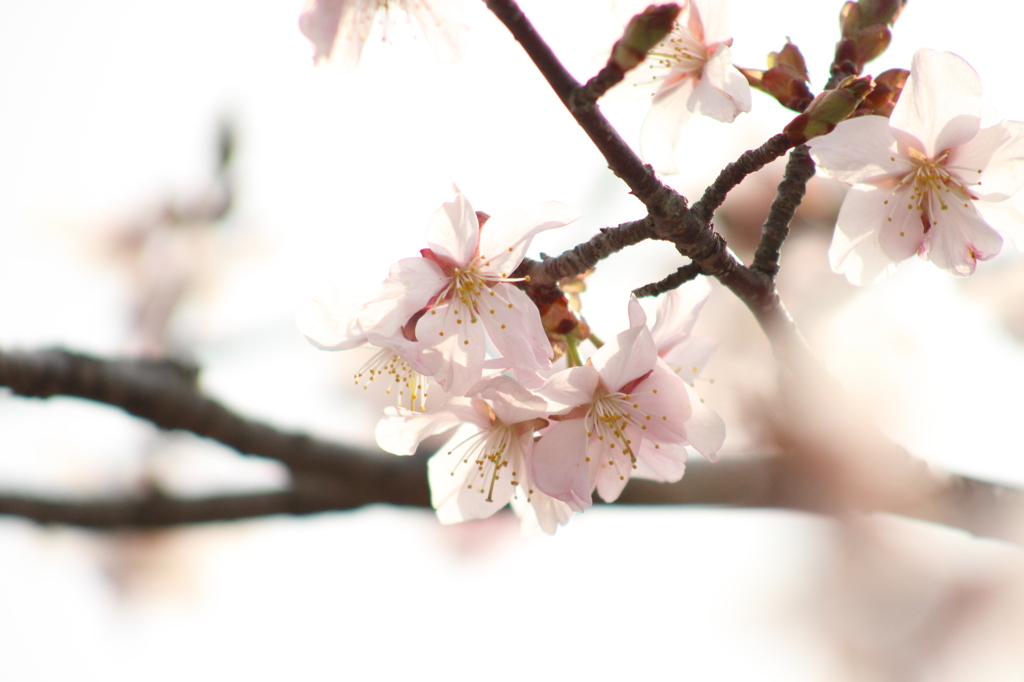 桜沼公園