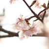 桜沼公園