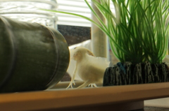 外の世界へ思いを馳せて