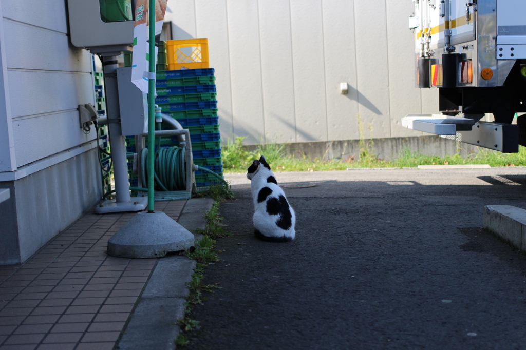 ブチねこ。