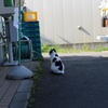 ブチねこ。