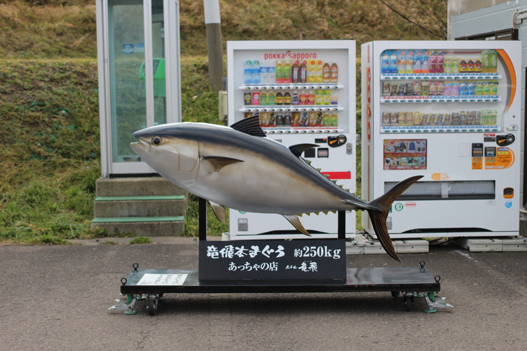 たっぴまぐろ。