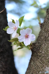 舘野公園　～さくら～