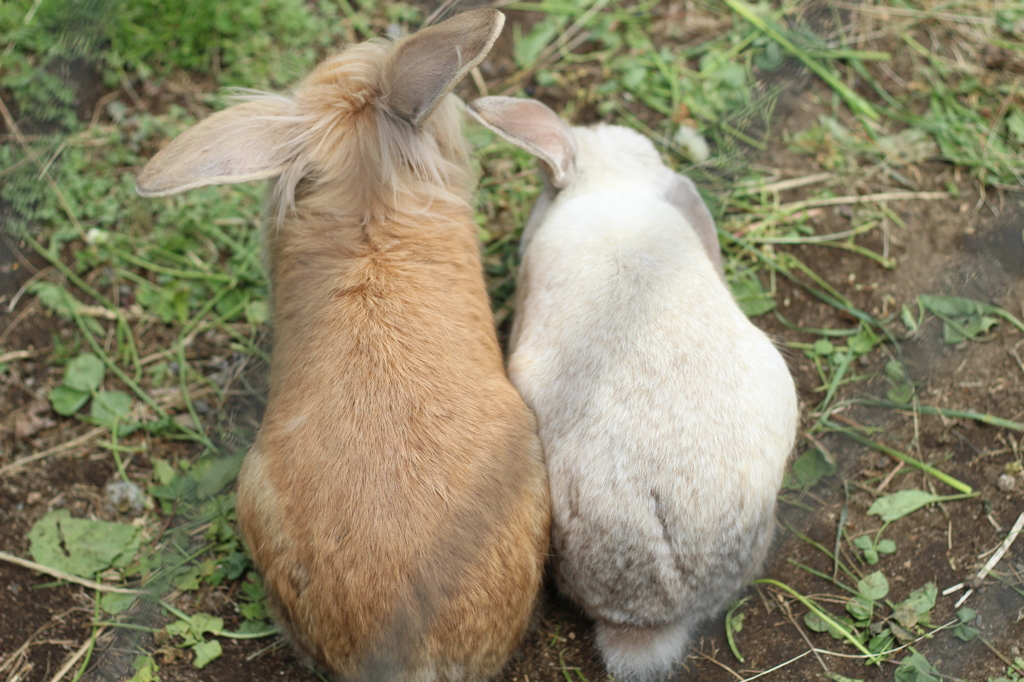なかよし