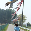 鯉のぼりの下を散歩