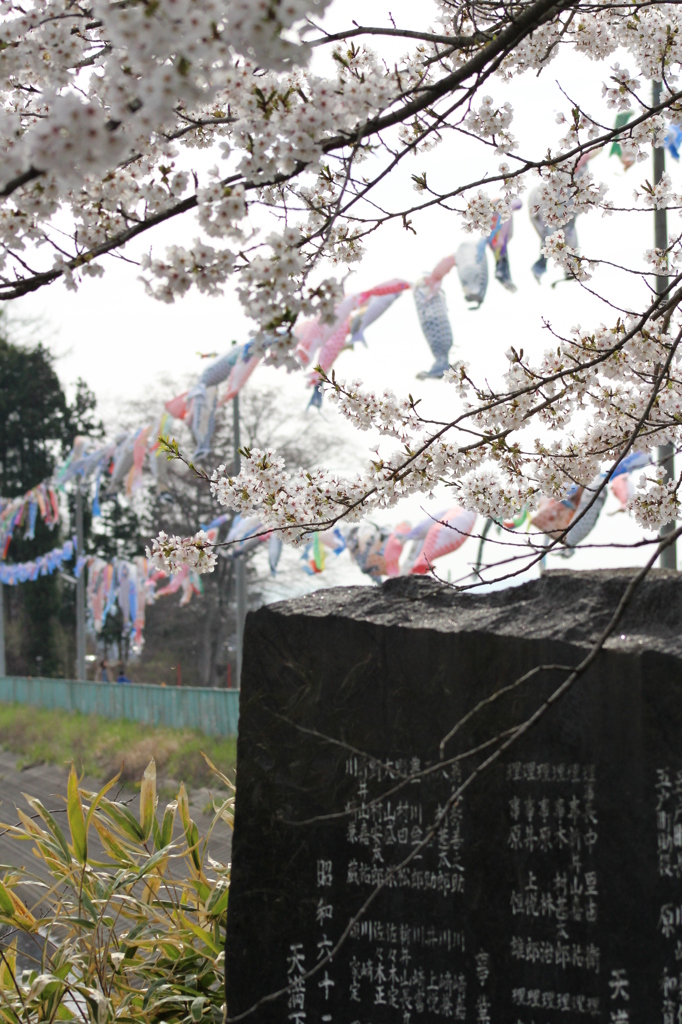桜鯉