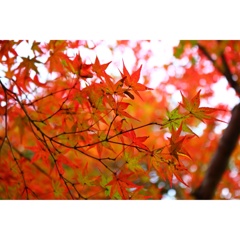 紅葉
