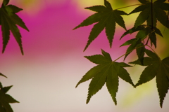 芝桜と。