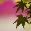 芝桜と。