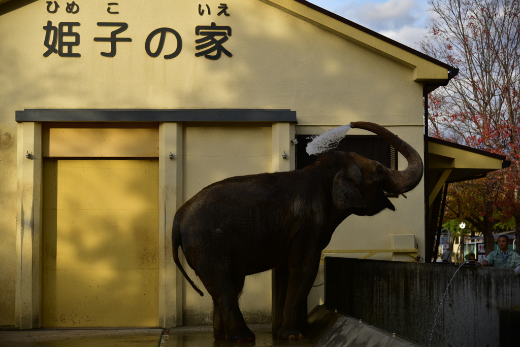 笑顔の象鼻ぶっしゃー(^o^)。