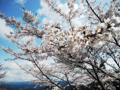 そうだ！今年は吉野へ行こう。