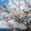 そうだ！今年は吉野へ行こう。