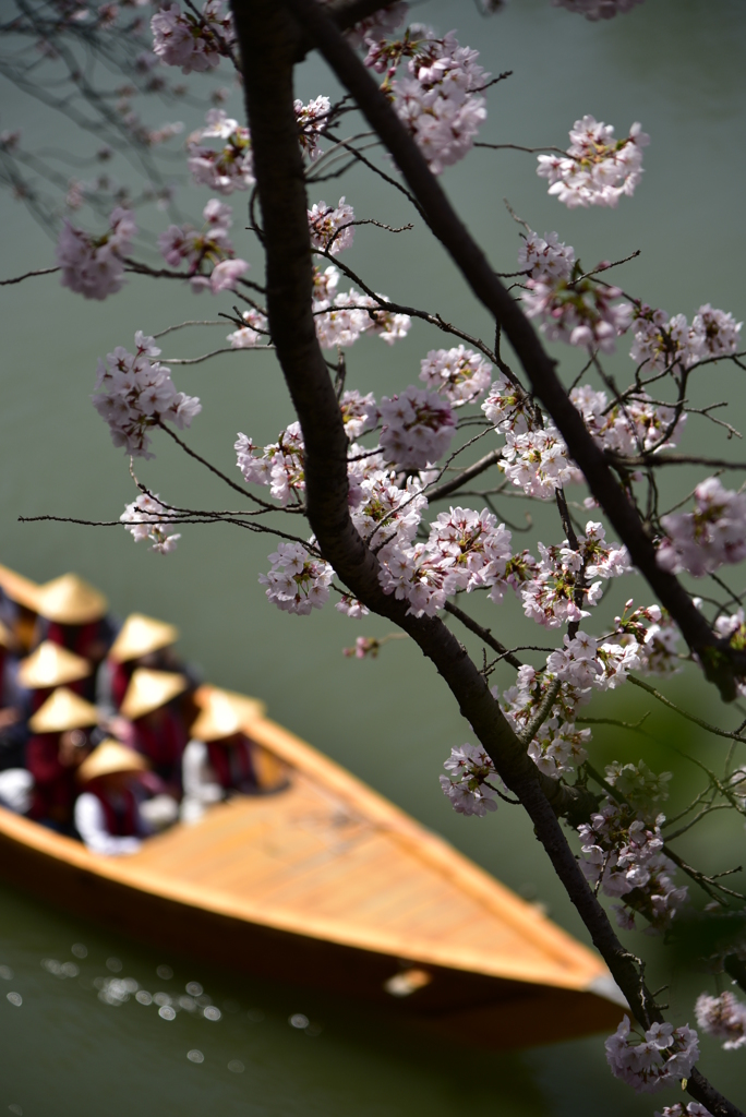 桜見船。