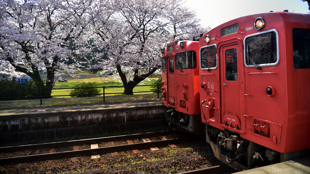 桜とキハ４１とキハ４７。