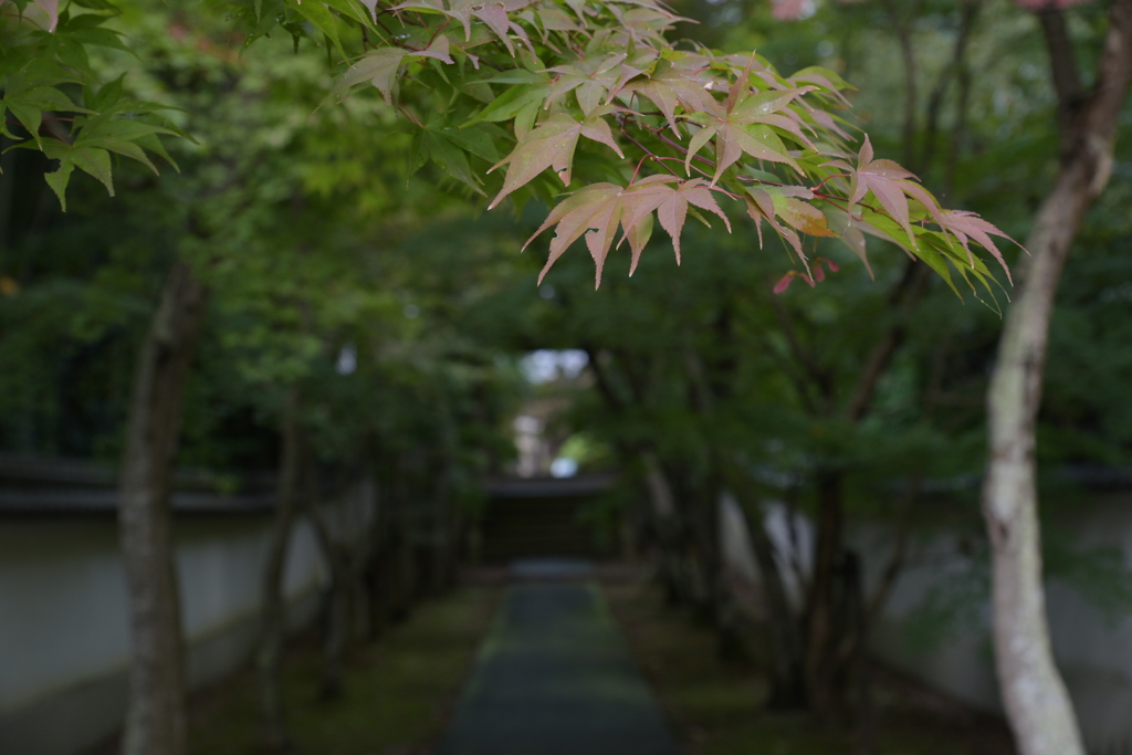 道、半（なか）ば。