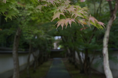 道、半（なか）ば。
